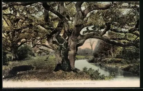 AK New-Forest, Queenwood Bower, On the Stream