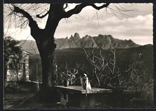 AK Treggia ob. Tesserete, Pension Villa Barnabo, Gartenpartie mit Hund