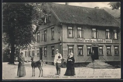 AK Treseburg i. Harz, Zahme Hirschkuh Lotte vor Hotel Forelle