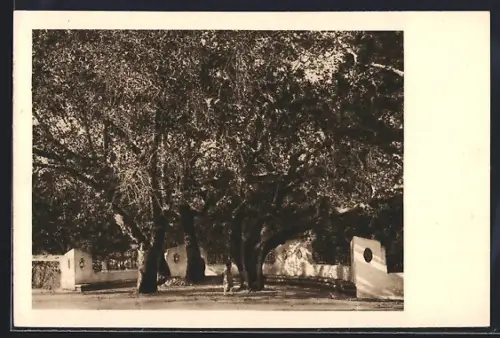 AK Rosi, I Platani di Cimenlik