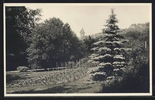 AK Graz, Partie im Burggarten, mit Turmblick