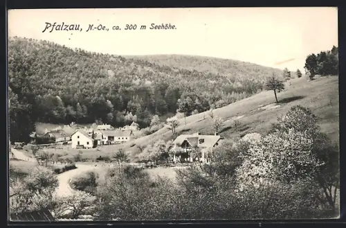 AK Pfalzau /N.-Oe., Ortspartie mit Bäumen