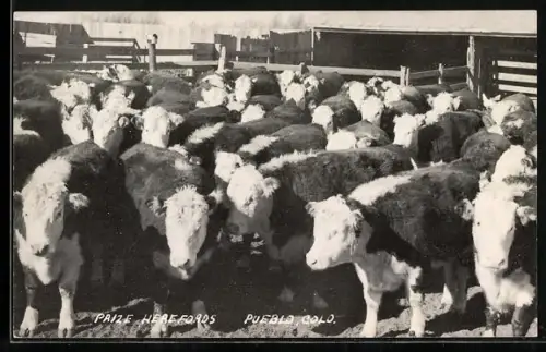 AK Pueblo, Cold., Prize Herefords