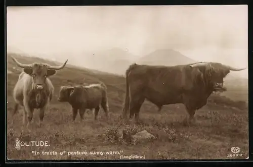 AK Solitude, Rinder in Berglandschaft