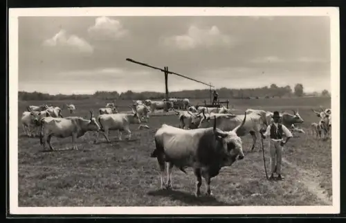 AK Ungarische Stammviehherde bei der Tränke, mit Hirte