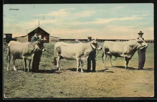 AK Jerseps, Vorführung von Rindern