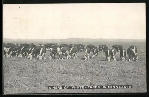 AK Minnesota, A Herd of White-Faces