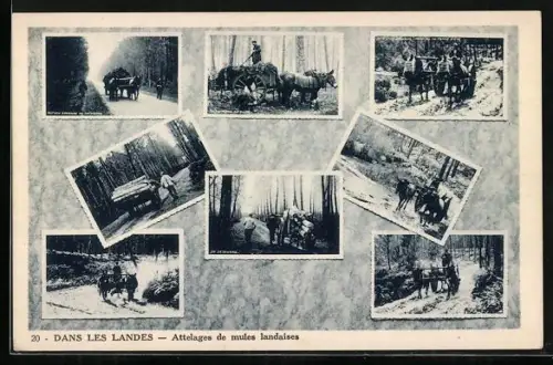 AK Dans Les Landes, Attelages de mules landaises