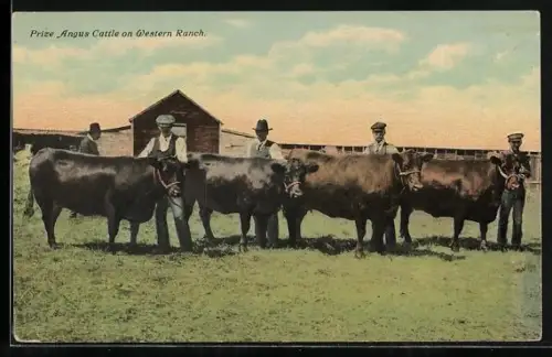 AK Prize Angus Cattle on Western Ranch