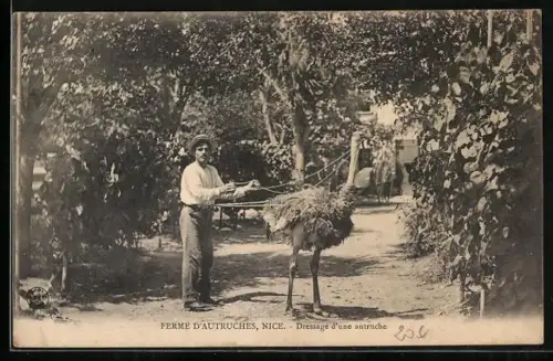 AK Nice, Ferme d`Autruches, Dressage d`une autruche