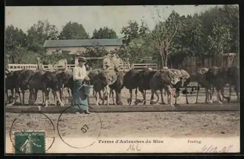AK Nice, Ferme d`Autruches, Feeding