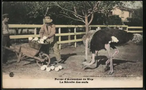 AK Nice, Ferme d`Autruches, La Rècolte des oeufs