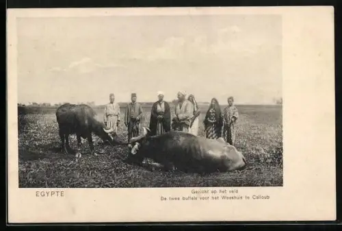 AK Egypte, Gezicht op het veld, De twee buffels voor het Weeshuis te Calioub