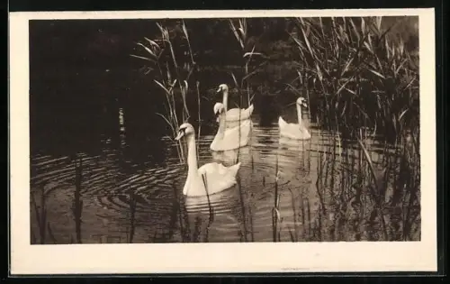 AK Frankfurt a. M., Zoologischer Garten, Schwäne auf dem grossen Weiher