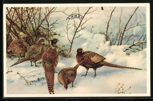 AK Fasane im Schnee