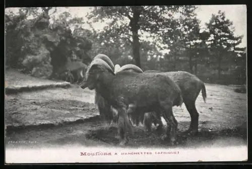AK Mouflons à Manchettes, Afrique