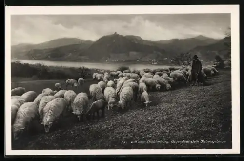 AK Schäfer und seine Herde auf dem Rodderberg