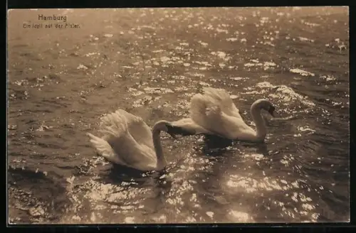 AK Hamburg, Schwäne auf der Alster
