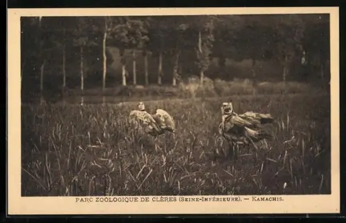 AK Clères /Seine-Inf., Parc Zoologique, Kamachis