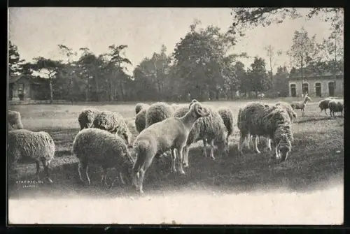 AK Grasende Schafe vor einem Haus