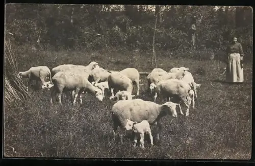 Foto-AK Geschorene Schafe mit Lämmern, Schäferin