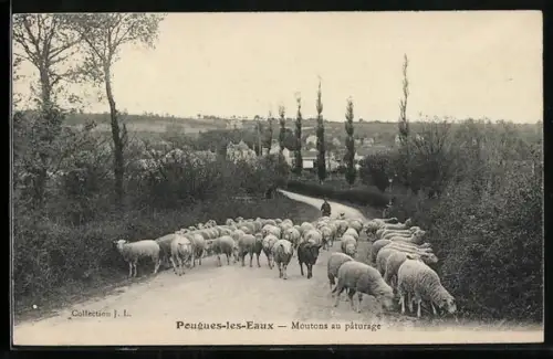 AK Pougues-les-Eaux, Moutons au pâturage