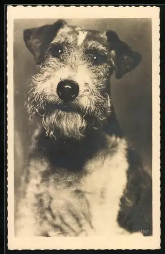 AK Portrait eines jungen Terriers