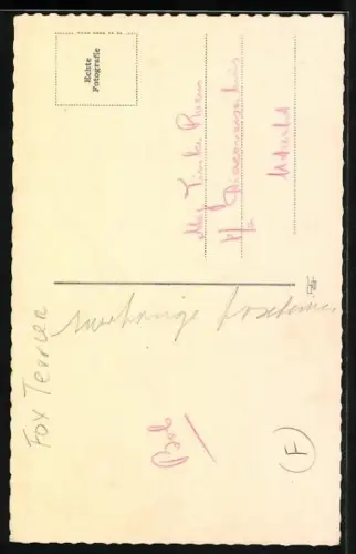 AK Portrait eines jungen Terriers