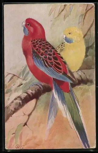 AK Zwei Plattschwanzsittiche auf einem Ast