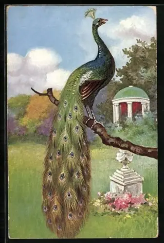AK Pfau auf einem Ast im Park, mit Pavillon