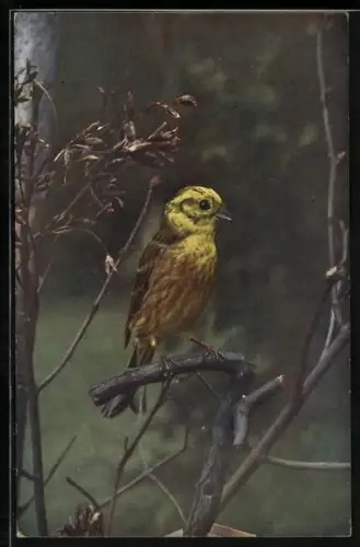 AK Goldammer in einem Strauch