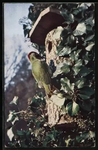 AK Grünspecht beim Klopfen an einem Baum