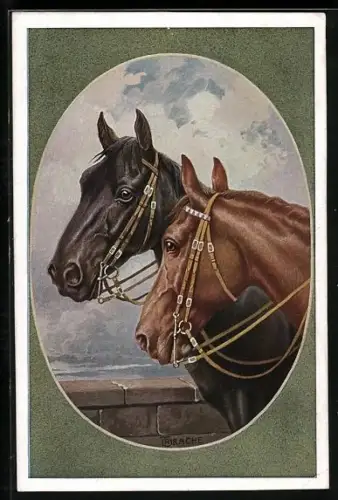 AK Hannoveraner und Ungar, Rassepferde mit Zaumzeug