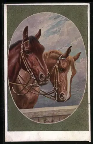 AK Zwei englische Halbblutpferde mit Zaumzeug