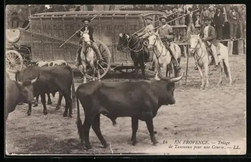 AK En Provence, Triage de Taureaux pour une Course
