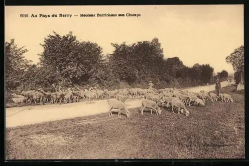 AK Au Pays du Berry, Moutons aux Champs