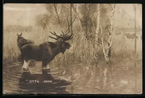 AK Zwei Elche im Wasser einer Sumpflandschaft