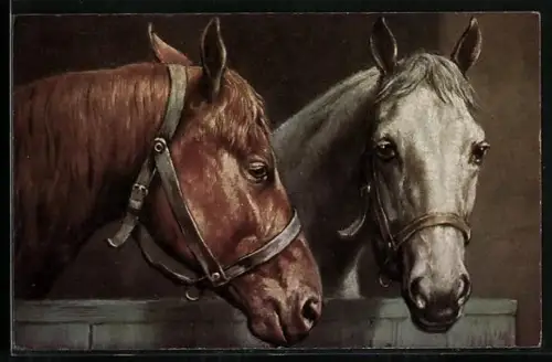 AK Zwei Reitpferde im Stall, Portrait