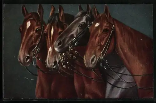 AK Vier edle Reitpferde mit Zaumzeug
