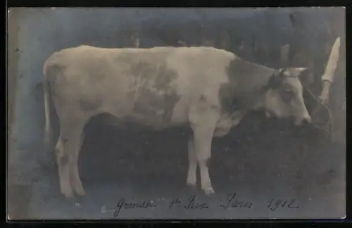 Foto-AK Ochse, an einem Strick gehalten, 1912