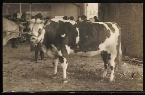 Foto-AK Ochsen, Käufer u. Verkäufer in einem Stallgebäude