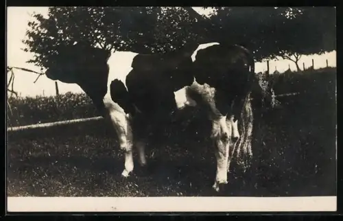 Foto-AK Preisochse an einem Strick im Freien