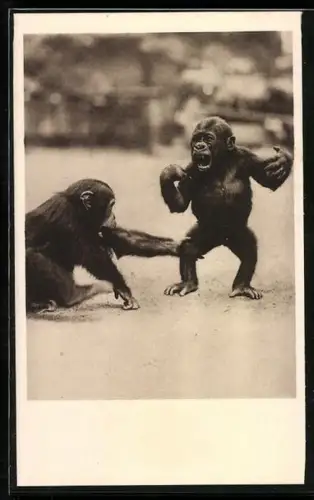 AK Frankfurt a. M., Zoologischer Garten, Schimpanse Max und Gorilla Toto beim Spiel