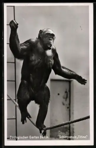 AK Berlin, Schimpansin Titine im zoologischen Garten