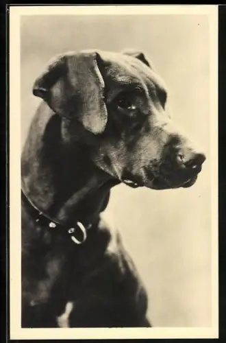 AK Dogge mit Halsband, Portrait