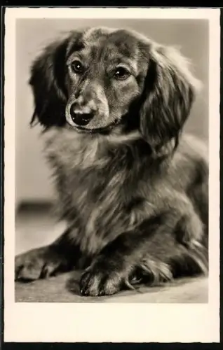 AK Portrait Langhaardackel