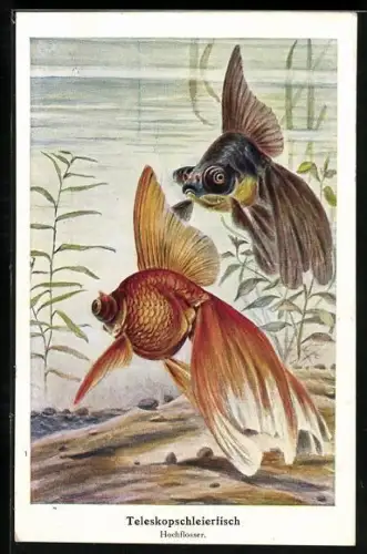 AK Teleskopschleierfische, Hochflosser, im Wasser