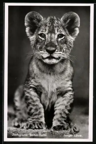 Foto-AK Berlin, junger Löwe aus dem Zoologischen Garten