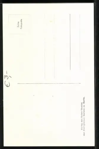 Foto-AK Berlin, junger Löwe aus dem Zoologischen Garten