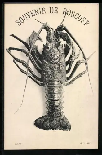 AK Souvenir de Roscoff, Hummer